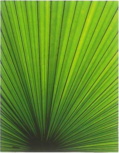 PALM LEAF